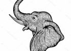 Elephant De Profil Beau Photos Tête D’éléphant Dans La Conception De Profil Ligne Art