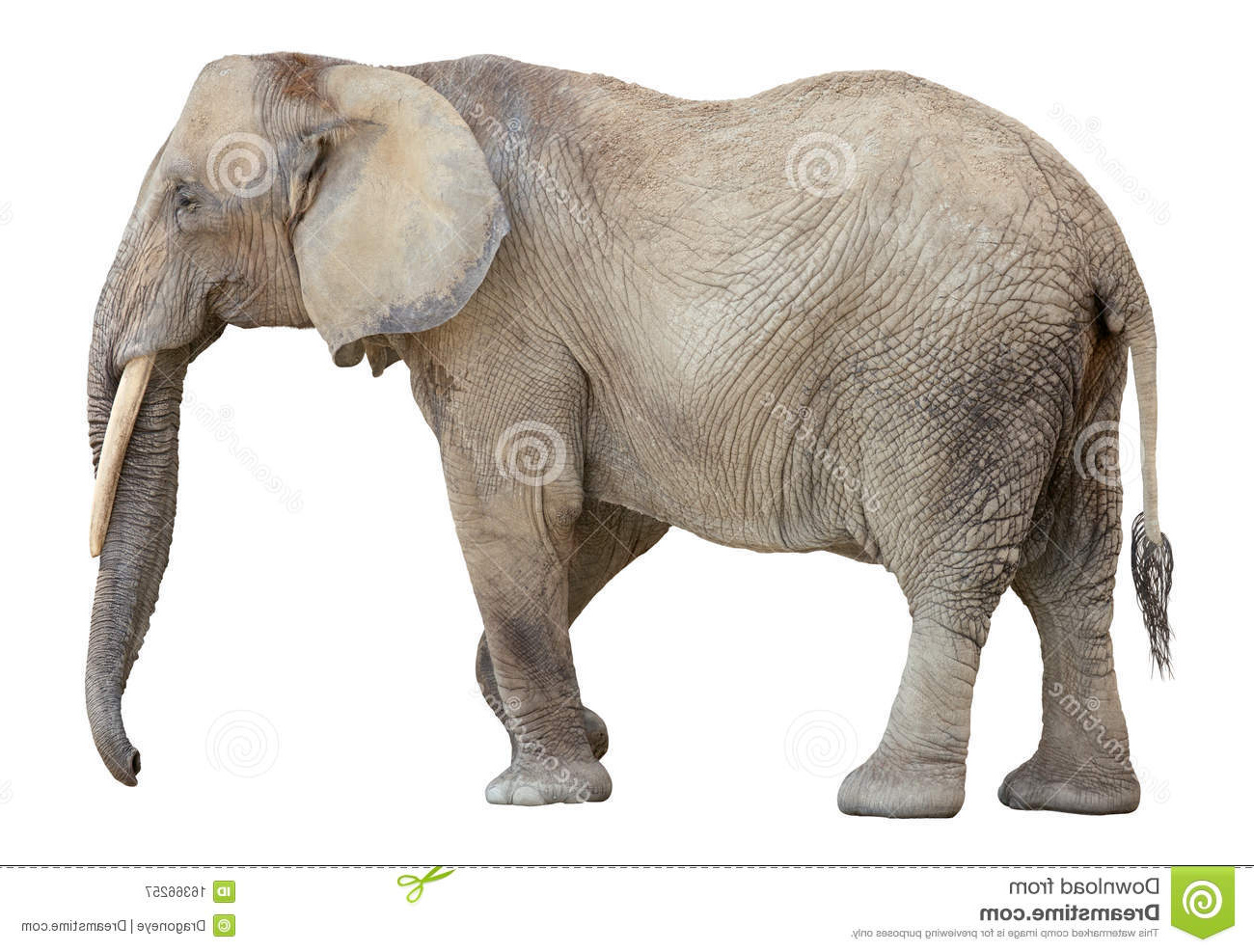 Elephant De Profil Cool Photographie Ritaglio Dell Elefante Africano Immagine Stock Immagine
