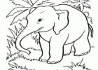 Elephant De Profil Élégant Collection Coloriage Elephant De Profil Jecolorie