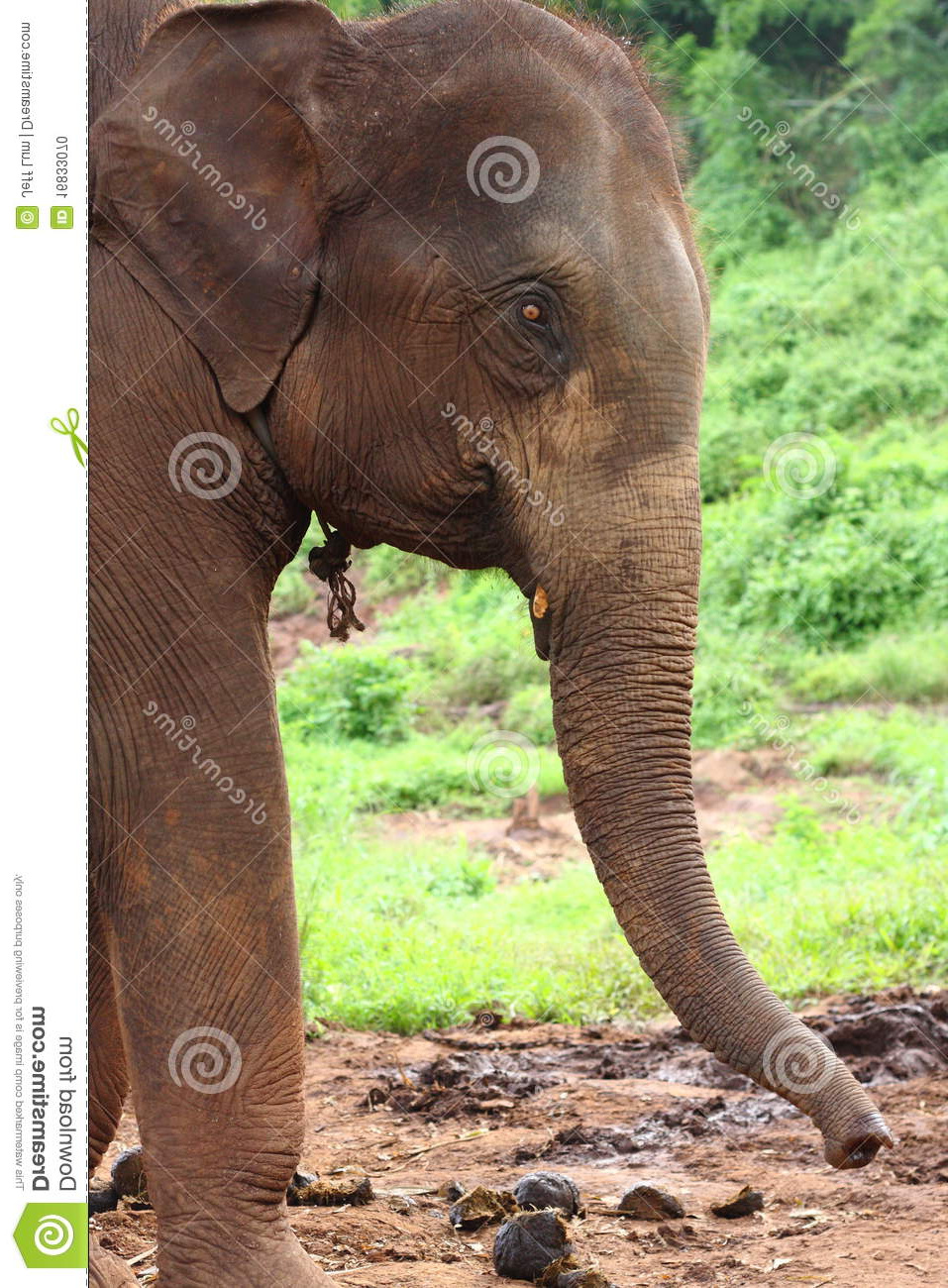 Elephant De Profil Unique Photos Profil De Tête D éléphant Photo Stock Image Du Laos