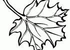 Feuille Coloriage Impressionnant Images Les Meilleurs Coloriages D Arbre