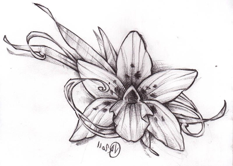 Fleur De Tiaré Dessin Inspirant Stock Résultat De Recherche D Images Pour &quot;orchidées Tatouage
