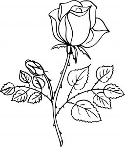 Fleur Dessin Rose Nouveau Photos Coloriage Rose Et Dessin à Imprimer
