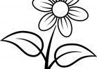 Fleur Dessin Simple Luxe Collection Best 25 Coloriage Fleur Ideas On Pinterest