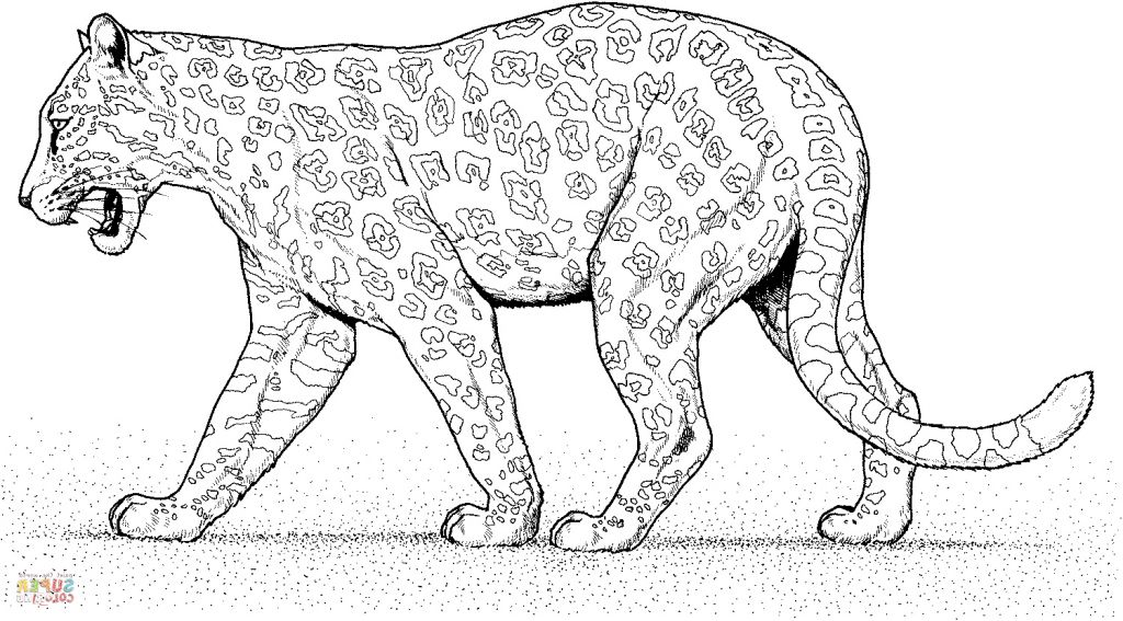 14 Unique De Jaguar Coloriage Photos  Coloriage  Coloriage