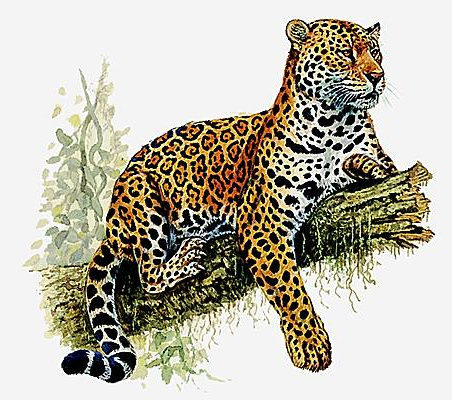 Jaguar Coloriage Impressionnant Images Encyclopé Larousse En Ligne Jaguar