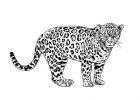 Jaguar Coloriage Nouveau Images Jaguar Coloriage Jaguar Sur Coloriage Animaux