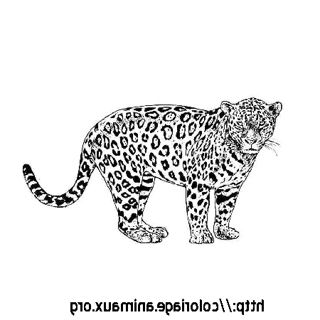 Jaguar Coloriage Nouveau Images Jaguar Coloriage Jaguar Sur Coloriage Animaux