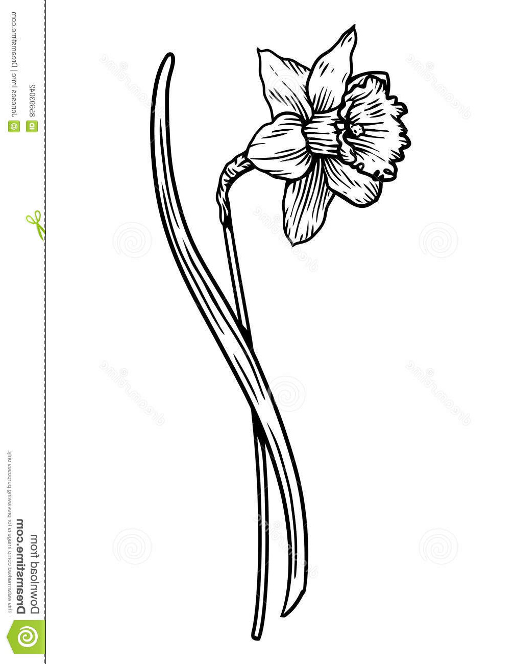 Jonquille Dessin Impressionnant Collection Illustration De Fleur De Jonquille Dessin Gravure