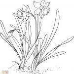 Jonquille Dessin Inspirant Images Coloriage Narcissus Pseudonarcissus Ou Narcisse 3314 Fleur