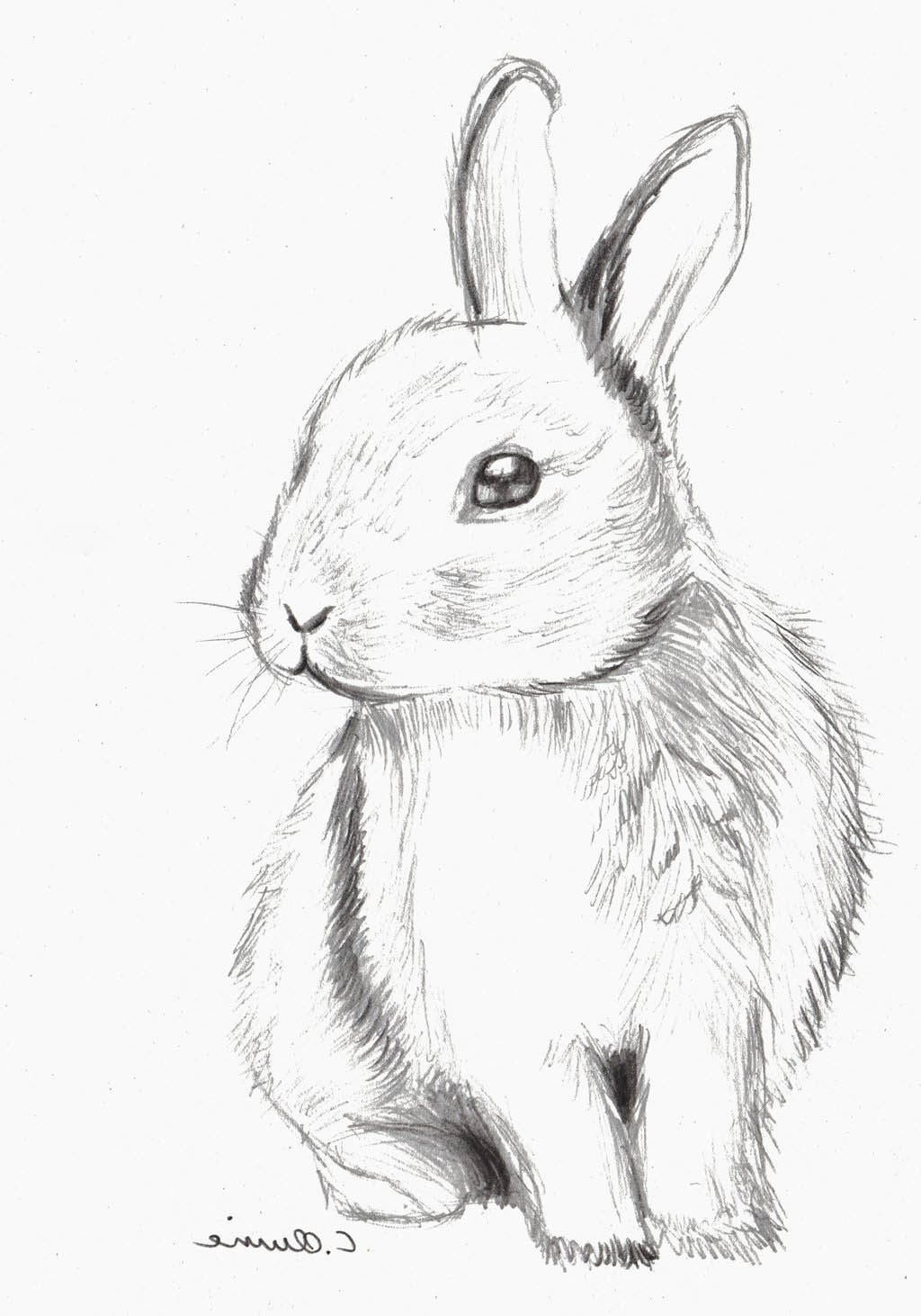 Lapindessin Inspirant Image Bunny Found On Google Animals In 2018
