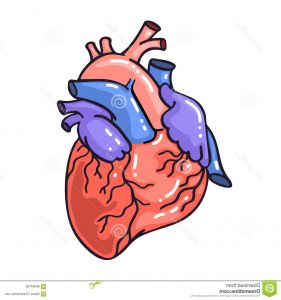 Main Coeur Dessin Impressionnant Images Coeur Anatomique De Croquis De Dessin De Main Illustration