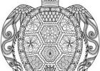 Mandala Animaux Sauvages Luxe Photographie Coloriages Mandala Animaux 10