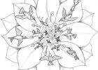 Mandala Fleur Facile Cool Photos Coloriage Mandala Fleurs Et Oiseaux Dessin Gratuit à Imprimer