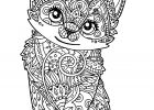 Mignon A Colorier Bestof Galerie Mignon Chaton Chats Coloriages Difficiles Pour Adultes