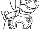 Paw Patrol Coloriage Impressionnant Collection Coloriage Zuma