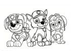 Paw Patrol Coloriage Impressionnant Images Coloriage Stella Cahse Zuma De Pat Patrouille Jecolorie
