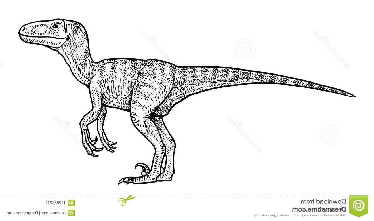 Raptor Dessin Cool Collection Illustration De Velociraptor Dessin Gravure Encre