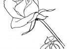 Rose Fleur Dessin Bestof Stock Coloriage Image De Rose Rouge Dessin Gratuit à Imprimer