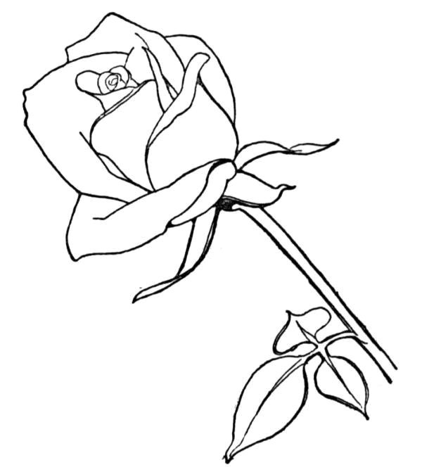 Rose Fleur Dessin Bestof Stock Coloriage Image De Rose Rouge Dessin Gratuit à Imprimer