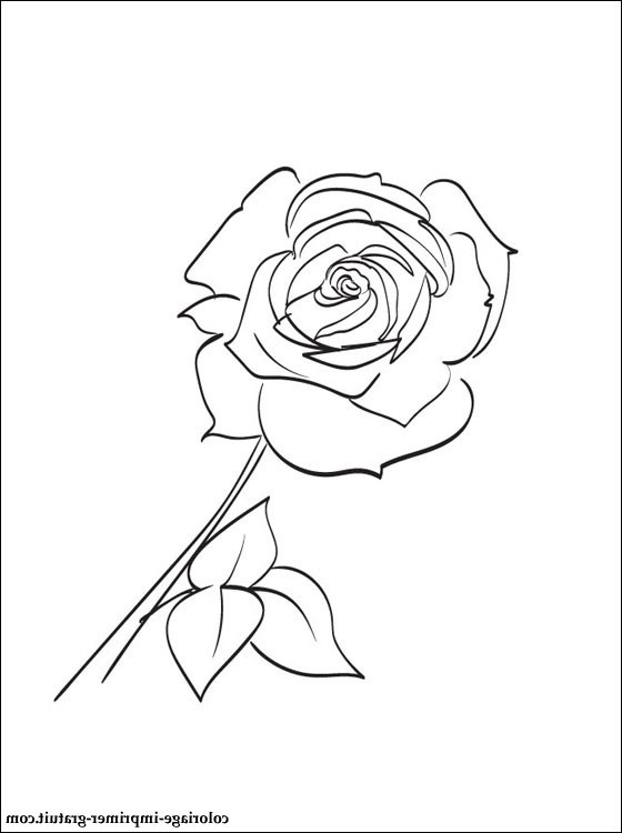 Rose Fleur Dessin Cool Photos Dessin Et Coloriage Rose Parfumée à Imprimer