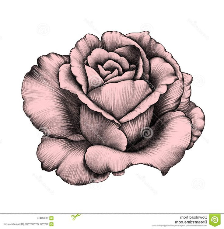 Rose Fleur Dessin Unique Stock Les 25 Meilleures Idées De La Catégorie Dessins De Rose