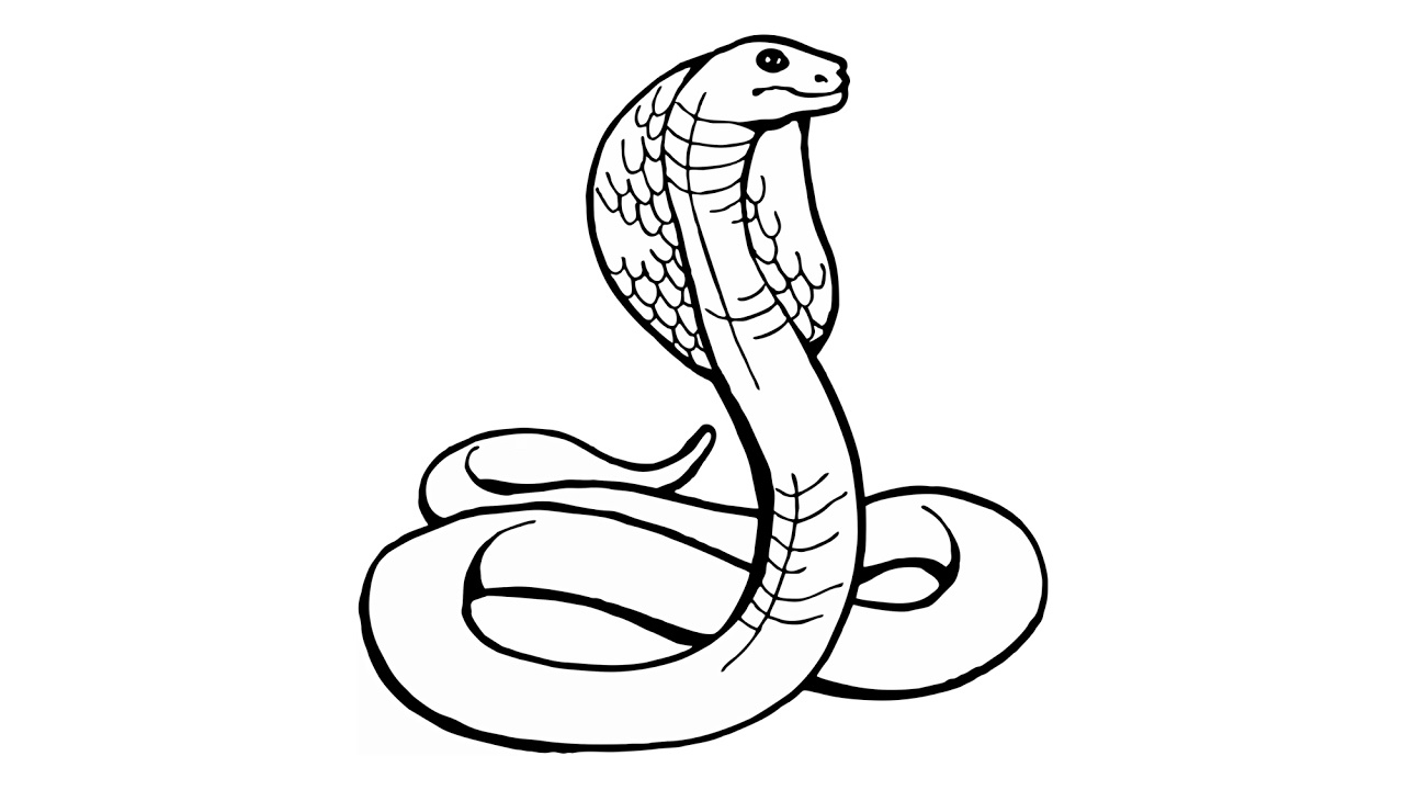 Serpent Dessin Facile Nouveau Photographie Cómo Dibujar Una Serpiente Cobra Naja Animales