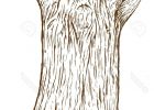 Tronc Dessin Beau Photos Tree Trunk Drawing Google Search