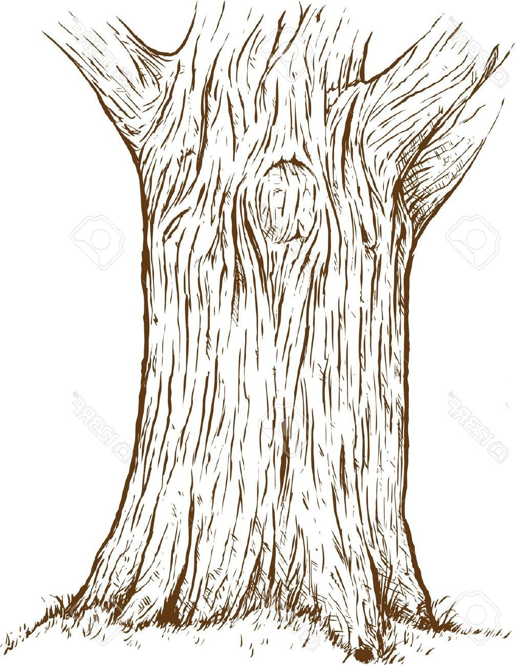 Tronc Dessin Beau Photos Tree Trunk Drawing Google Search