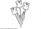 Tulipes Dessin Inspirant Photos Tulipes Dessin – Fleurs Gratuits à Imprimer Fleurs