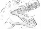 Tyrex Dessin Nouveau Galerie Élégant Coloriage Gratuit De Dinosaure A Imprimer