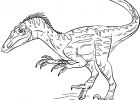 Velociraptor Dessin Unique Images Coloriage Dinosaure Velociraptor à Imprimer Sur Coloriages