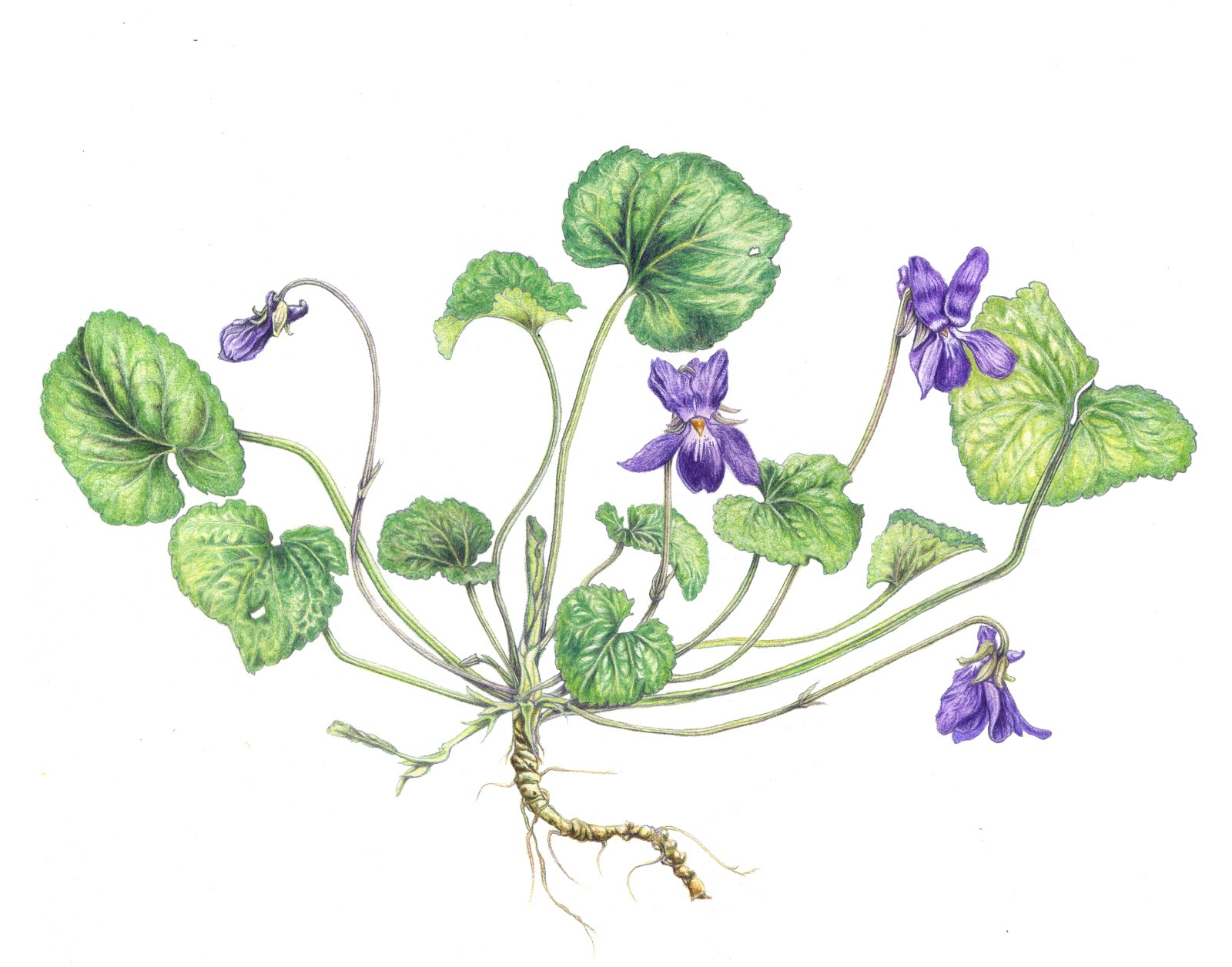 Violette Fleur Dessin Cool Photos Illustrations Botaniques Violette Et Fin De L Hiver