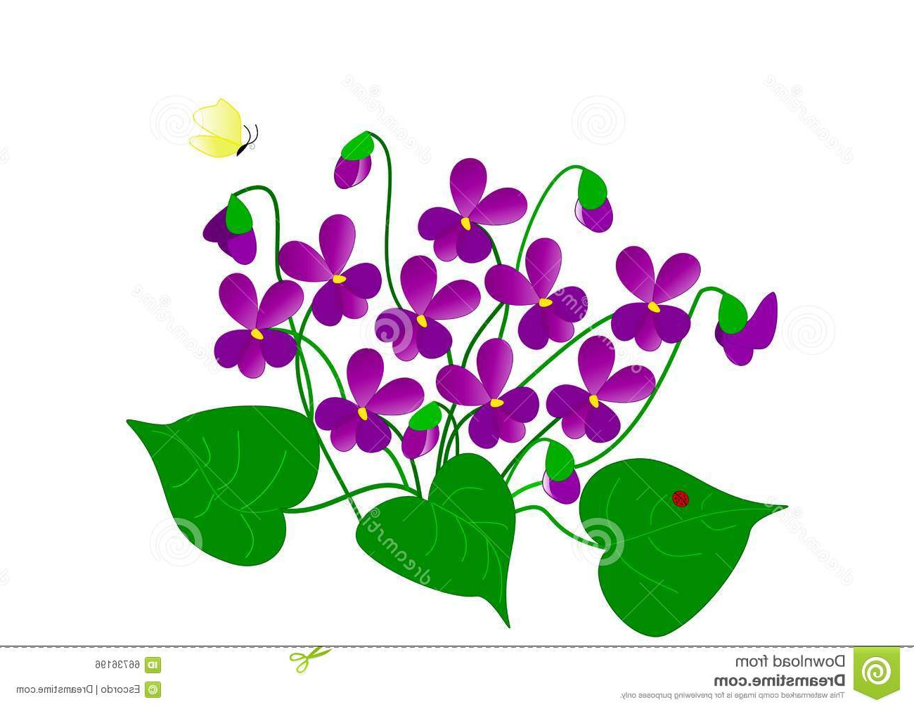 Violette Fleur Dessin Unique Photos Dessin Des Violettes Illustration Stock Illustration Du