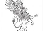 Griffon Dessin Beau Photographie Best Griffin Illustrations Royalty Free Vector Graphics