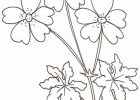 Coloriage Fleurs Facile Beau Photos 73 Inspirant Stock De Coloriage Fleur Facile