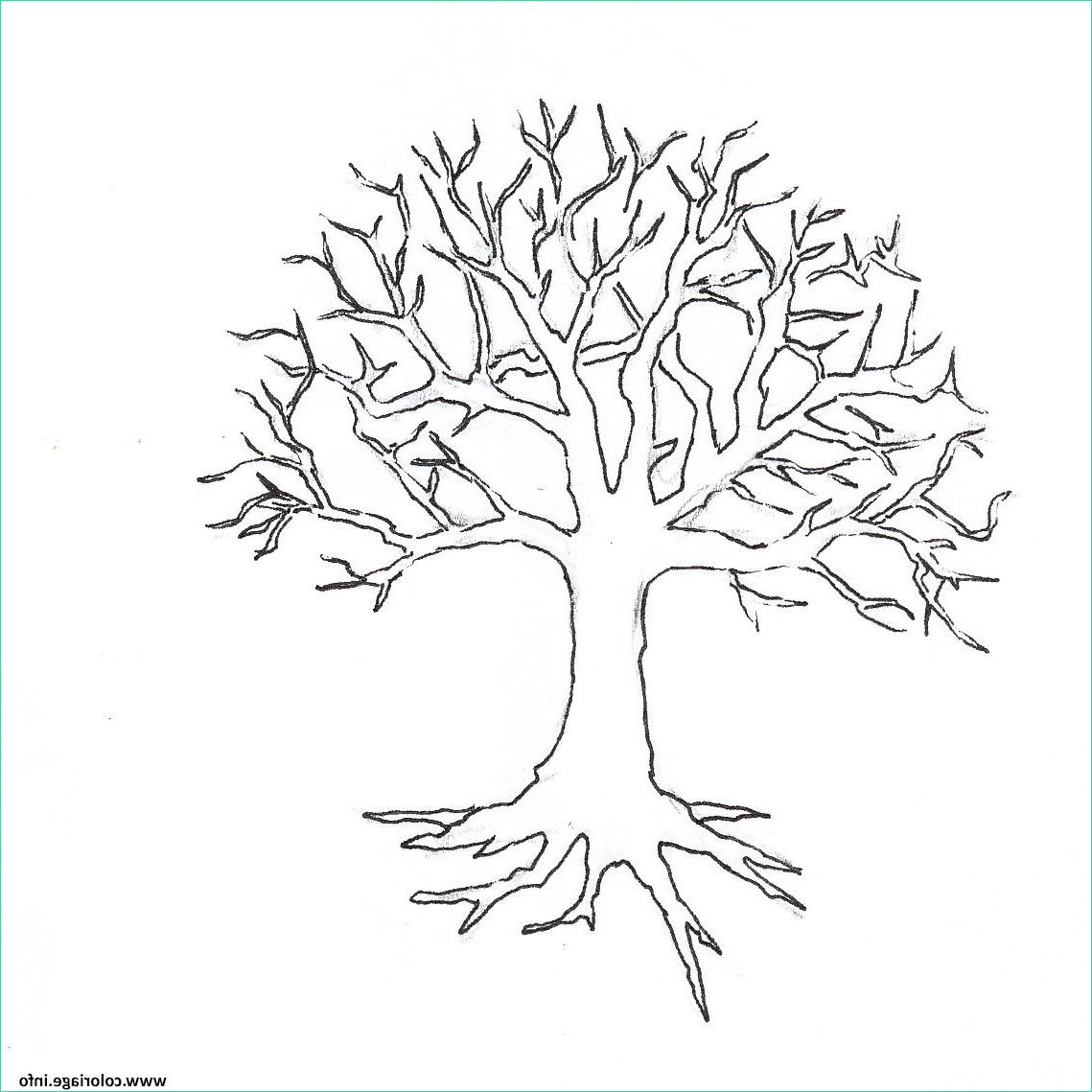 15 Inspirant De Arbre Dessin Simple Collection - Coloriage