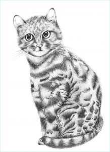 Chat Dessins Inspirant Photographie Pointilleuse Page 4 Pointilleuse