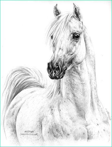Cheval Dessin Realiste Luxe Photographie Arabe 10 380×500