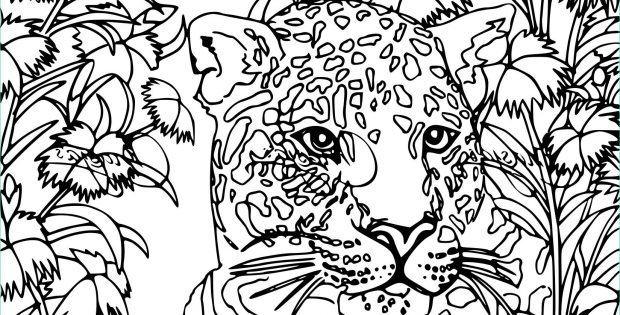 Coloriage Anti Stress Animaux Nouveau Photos Coloriage Anti Stress