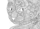 Coloriage Chat Mandala Bestof Image Cat Coloring Page