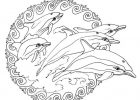 Coloriage De Mandala De Chien Bestof Photos Coloriage D Un Mandala Dauphin 1001 Animaux