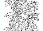 Coloriage Oiseau Adulte Luxe Collection 12 Impressionnant Coloriage Oiseau Adulte Stock Coloriage