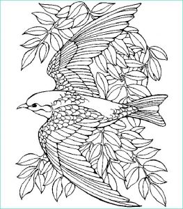 Coloriage Oiseau Adulte Luxe Collection 12 Impressionnant Coloriage Oiseau Adulte Stock Coloriage