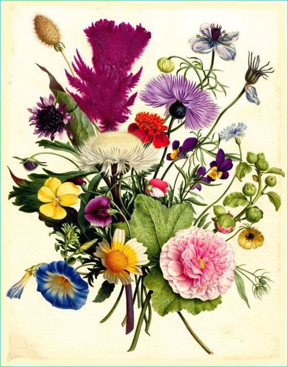Dessin Bouquet De Fleurs Impressionnant Images Ancien Français Botanique Imprimé Bouquet De Fleurs Roses