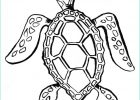 Dessin De tortue Facile Impressionnant Photographie Coloriage tortue De Mer