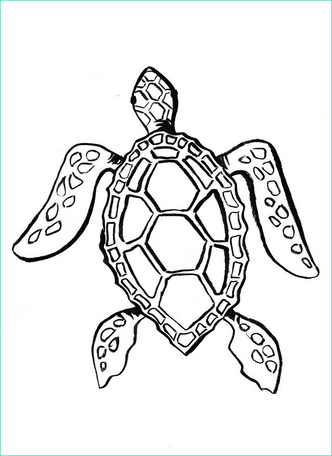 Dessin De tortue Facile Impressionnant Photographie Coloriage tortue De Mer