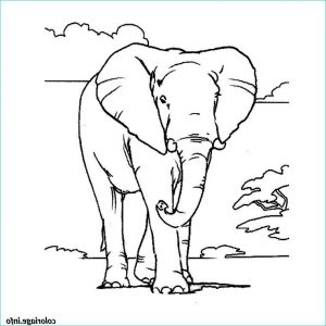 éléphant Coloriage Unique Image Coloriage Elephant D Afrique Dessin