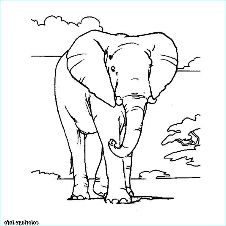 éléphant Coloriage Unique Image Coloriage Elephant D Afrique Dessin