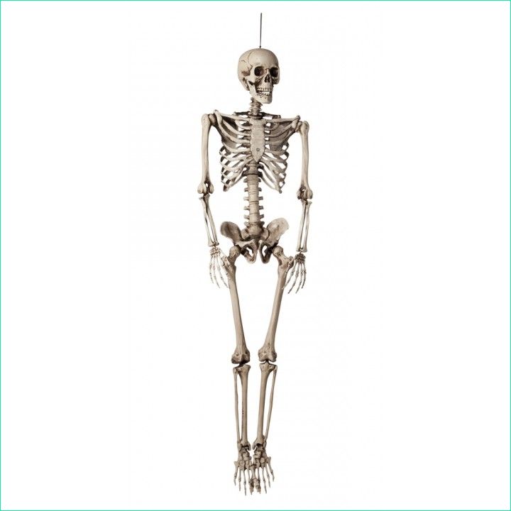 Image Halloween Squelette Bestof Images Squelette En Plastique Halloween De 160 Cm